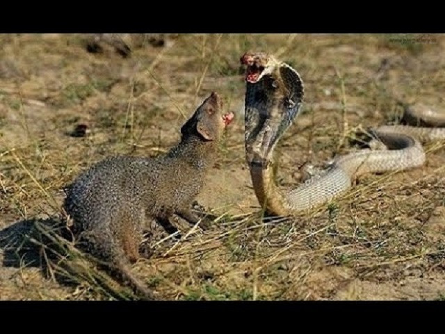 Cái kết ‘đắng’ sau màn so tài giữa rắn hổ mang và cầy mangut