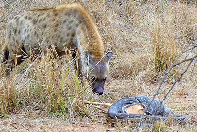 Linh cẩu cướp mồi của trăn.