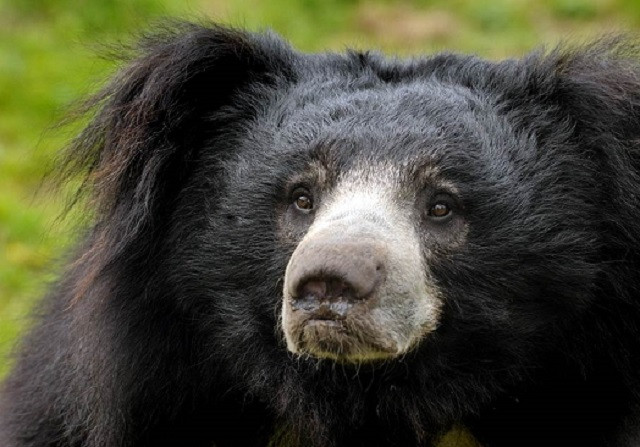 Chuyện rùng rợn về gấu ăn thịt người vùng Mysore