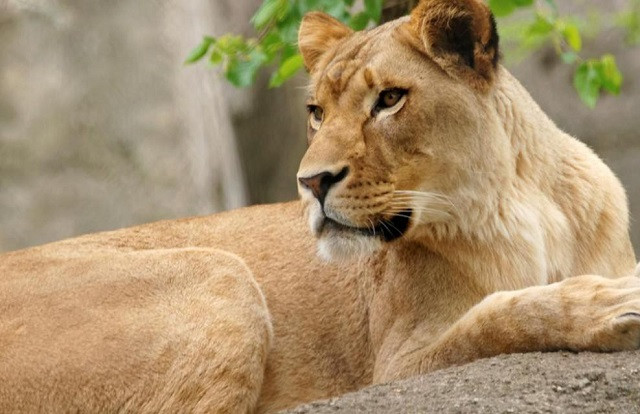 Đàn chó hoang đuổi giết hai mẹ con sư tử