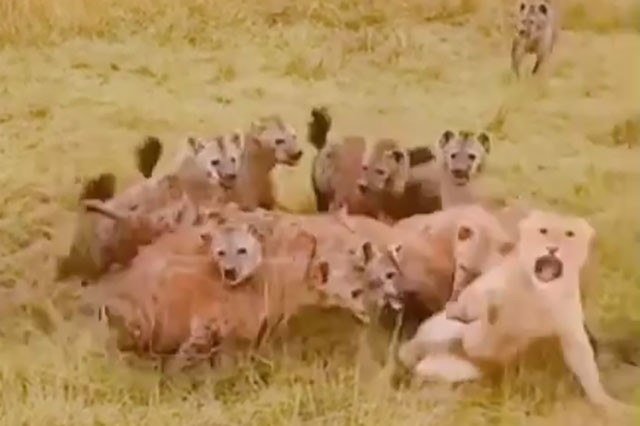 Sư tử bị đàn linh cẩu tấn công.