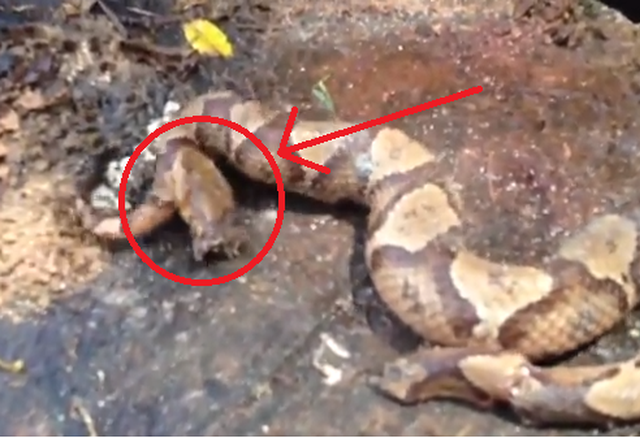 Đầu rắn độc đã đứt lìa vẫn tự cắn chính mình