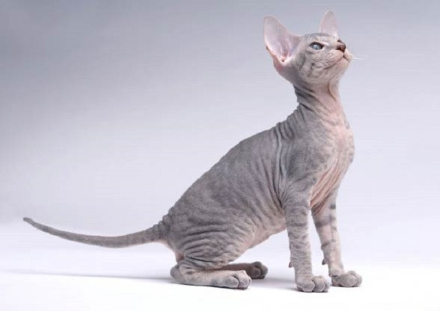 Giống mèo ít lông Peterbald, nhân sư vùng Petersburg