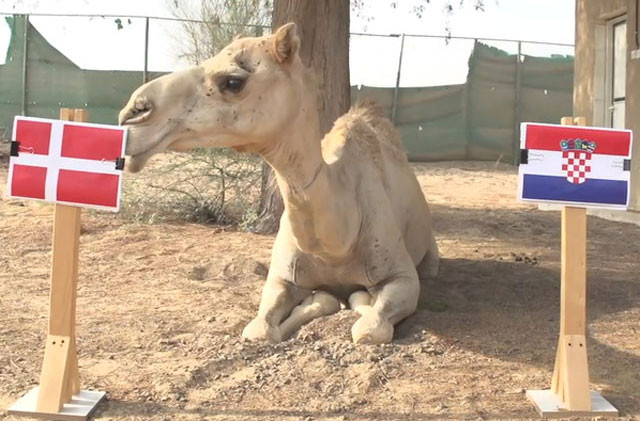 Lạc đà Shaheen dự đoán Croatia sẽ thất bại trước Đan Mạch.