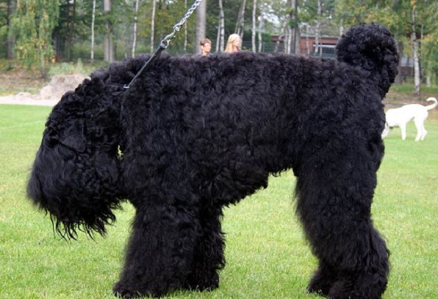 ‘Giống chó của Stalin’ được tạo ra như thế nào?