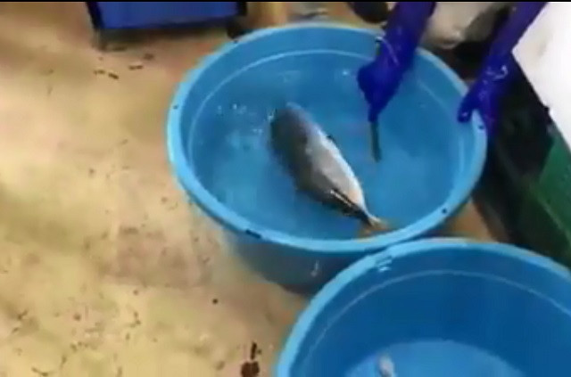 Lạ lùng người đàn ông Nhật ‘hồi sinh’ con cá đông lạnh