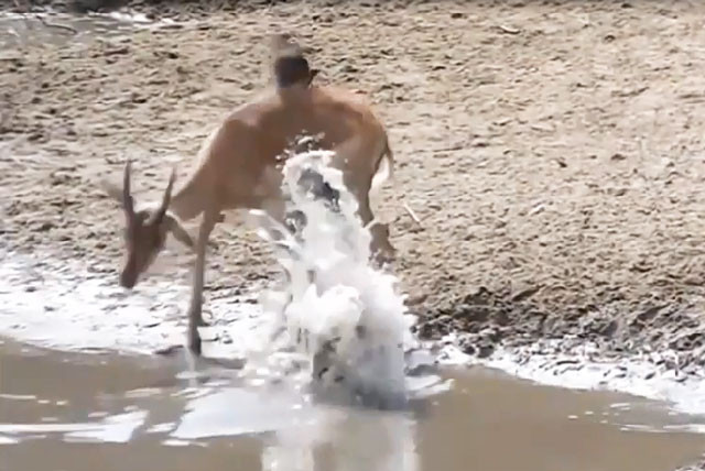 VIDEO: Pha đớp mồi bất thành của cá sấu