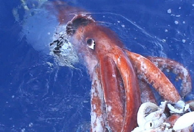 Mực khổng lồ nước sâu, hiện thân của quái thú Kraken