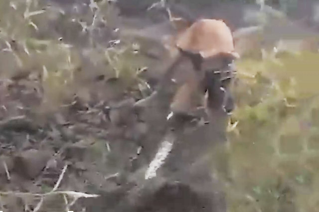 Ảnh cắt từ video.