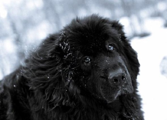 Giống chó của Stalin, đặc điểm tính cách và ngoại hình 