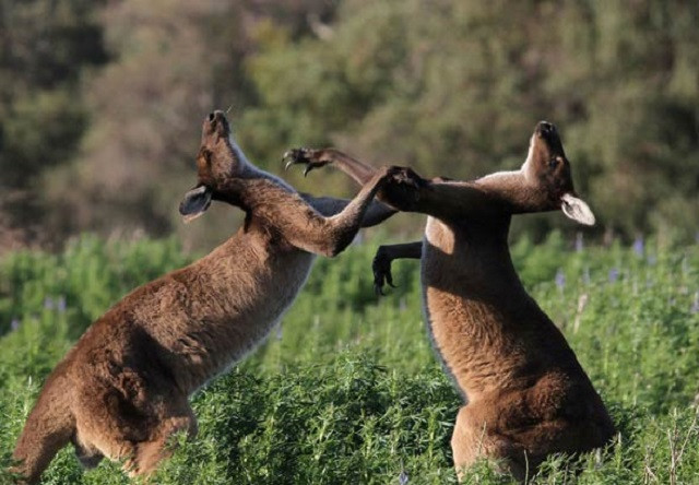 Giai thoại về nguồn gốc cái tên “kangaroo” của loài chuột túi