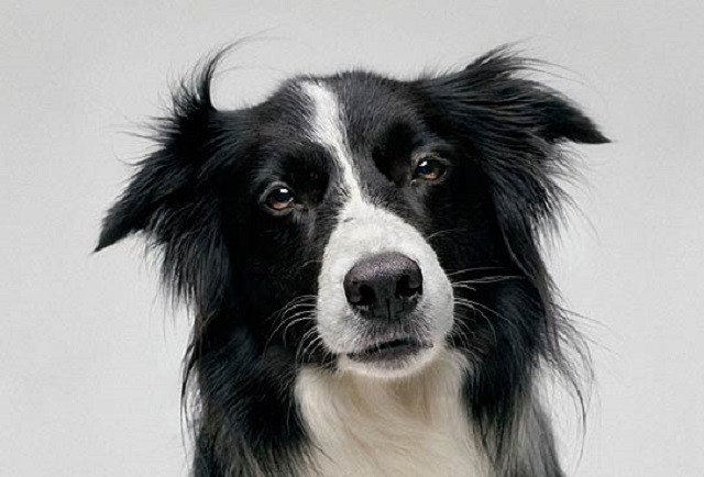 Những giống chó thông minh nhất thế giới (phần 2)