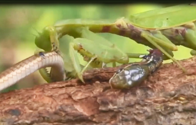 VIDEO: Sốc nặng trước cảnh bọ ngựa hạ sát rắn