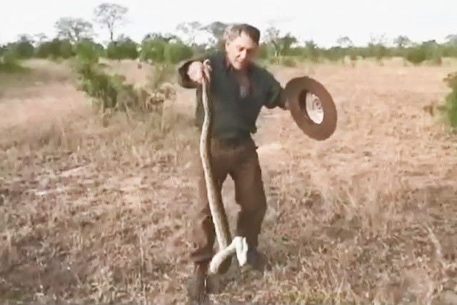 Người đàn ông dùng tay không bắt trăn vô cùng điêu luyện