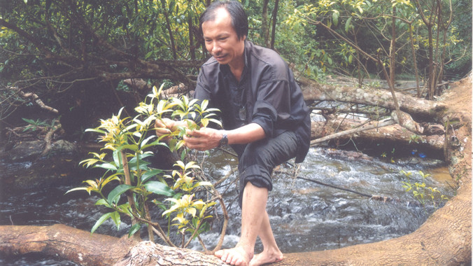 Phát hiện cây thuốc trên nhánh cây nhô ra giữa dòng suối 