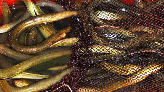 Lươn trong bồn không có bùn. ẢNH: NGỌC HUYỀN