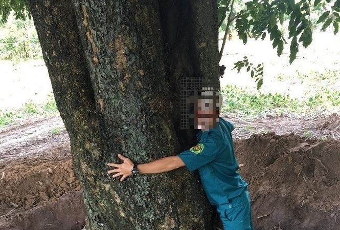 Hé lộ cán bộ tiếp tay 'đào trộm' gỗ quý hồ Dầu Tiếng