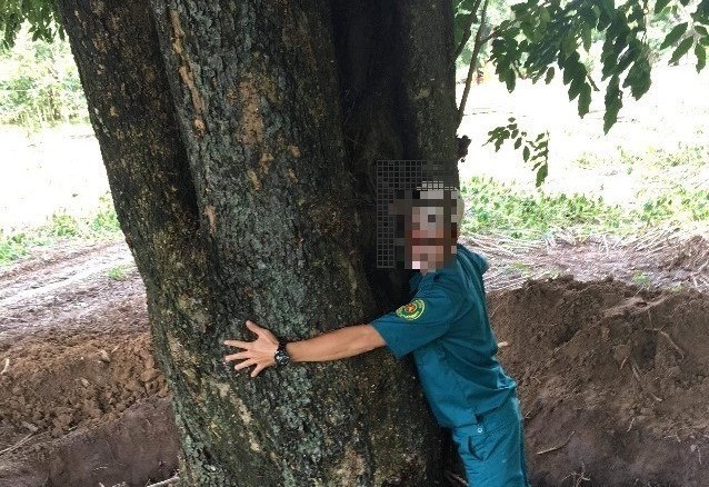 Cây gỗ quý ven hồ Dầu Tiếng 'bốc hơi'