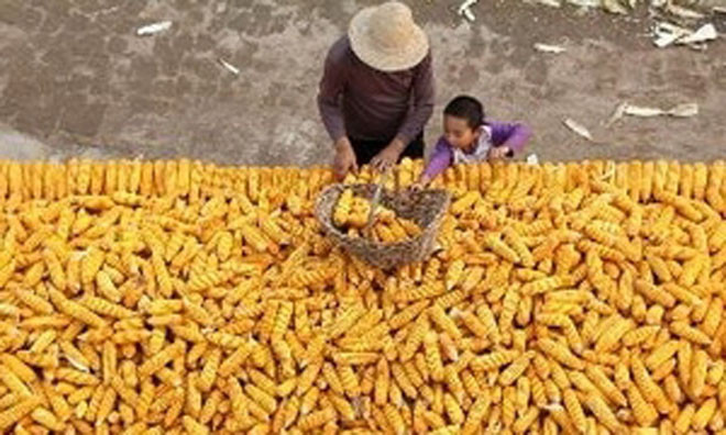 Nhiều nông sản chủ lực xuất khẩu giảm mạnh