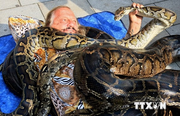 Vác 500kg trăn lên người để lập kỷ lục thế giới