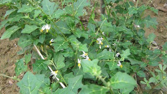 Cây Cà gai leo là dược liệu đã được nghiên cứu kỹ lưỡng tại Viện dược liệu Trung ương và được chứng minh có tác dụng ức chế vi rút gây viêm gan B