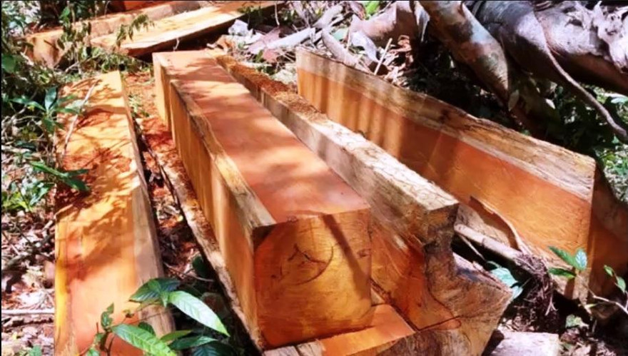 Gỗ quý bị xẻ hộp để đưa ra khỏi rừng