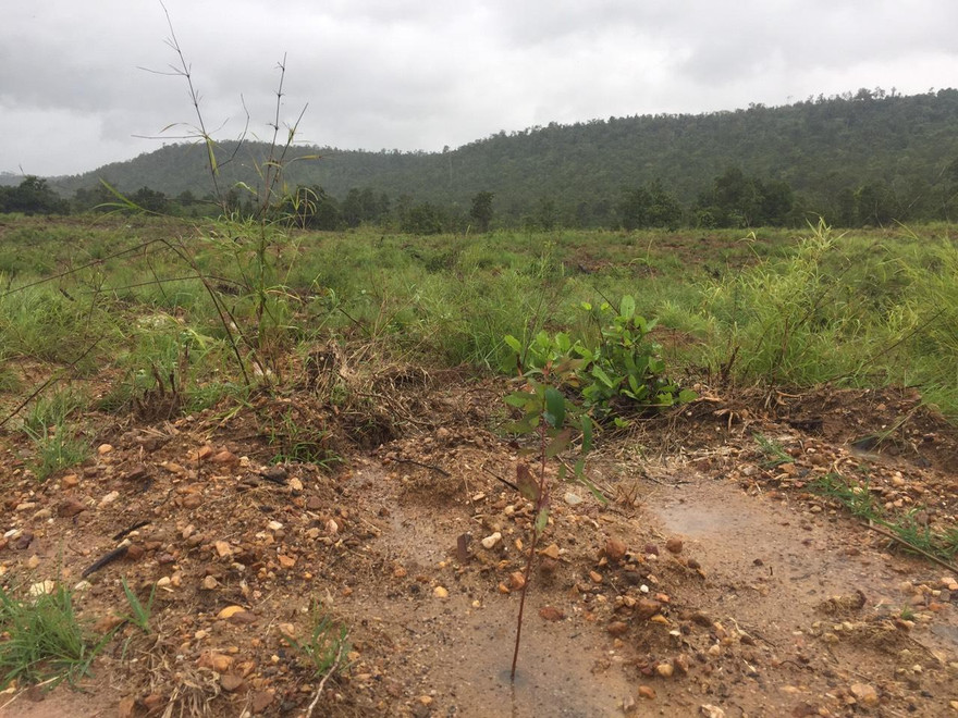 Khu vực đất rừng bị phá để trồng bạch đàn. Ảnh: Đình Văn