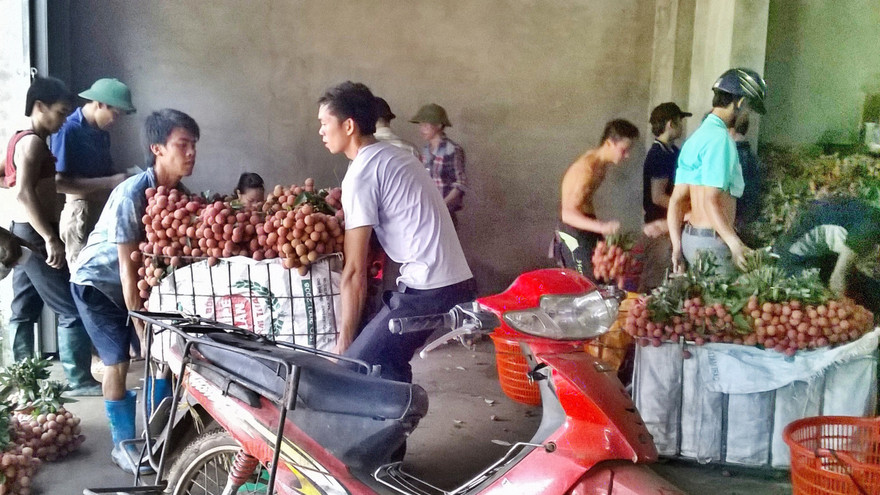 Phu vải chịu khó, kiếm tiền triệu mỗi ngày. Ảnh: Nguyễn Hiến