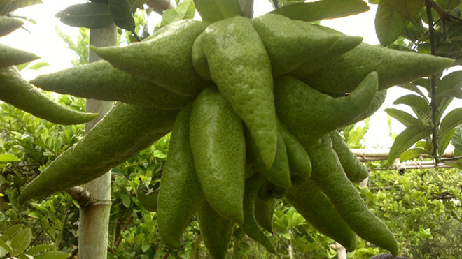 Theo quan niệm người xưa, những quả phật thủ có ngón càng dài, nhiều tầng, tán rộng thì bán giá càng cao. Khi đếm số ngón trên quả phật thủ theo yếu tố Thịnh - Suy - Bĩ - Thái thì quả nào rơi vào chữ Thịnh sẽ mang lại may mắn cho gia chủ, có giá bán vài 