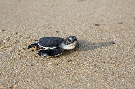 Lạ kỳ chuyện rùa tự chuyển đổi giới tính tự nhiên