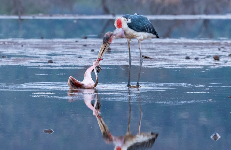 Dũng cảm phản công, hồng hạc thoát khỏi kẻ tử thù ngoạn mục
