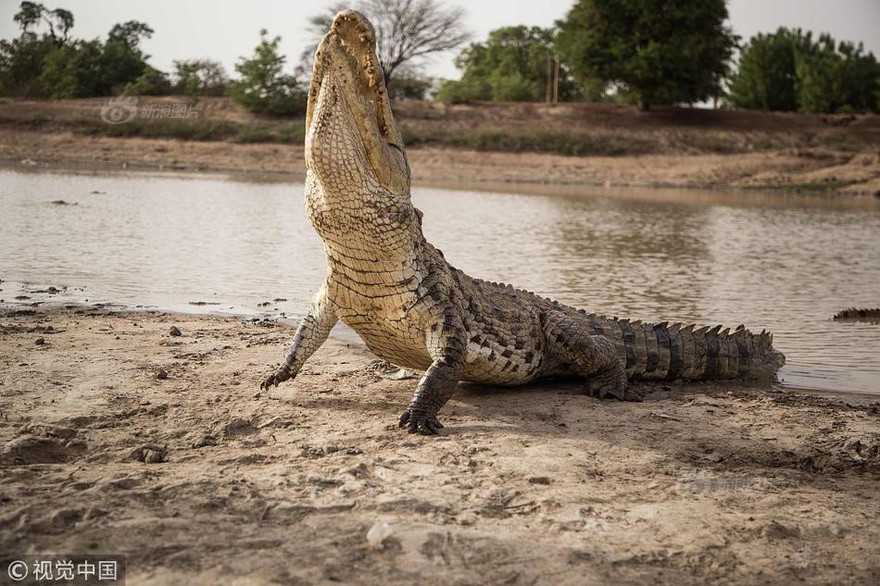Huyền bí nơi xem cá sấu tử thần như thần thánh