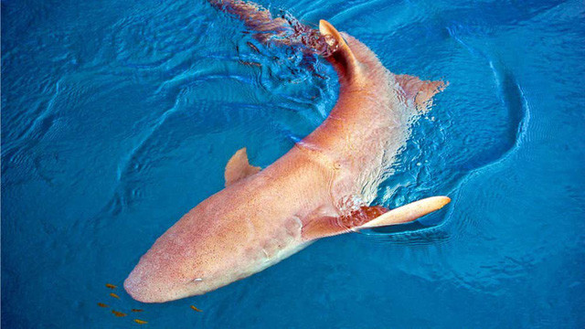 Cá mập là loài sinh vật kì lạ ngay từ khi còn ở trong bụng mẹ. 