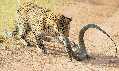 Cú quật đuôi của kỳ đà khiến đôi báo chùn bước