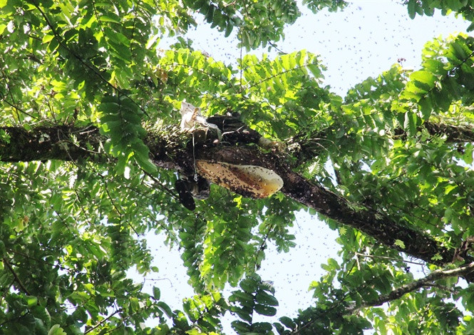 Một lít mật ong bán với giá 600 - 800.000 đồng