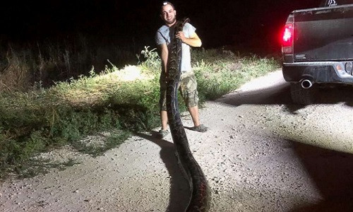 Thợ săn Kyle Penniston chụp ảnh cùng chiến lợi phẩm. Ảnh: SFWMD. 