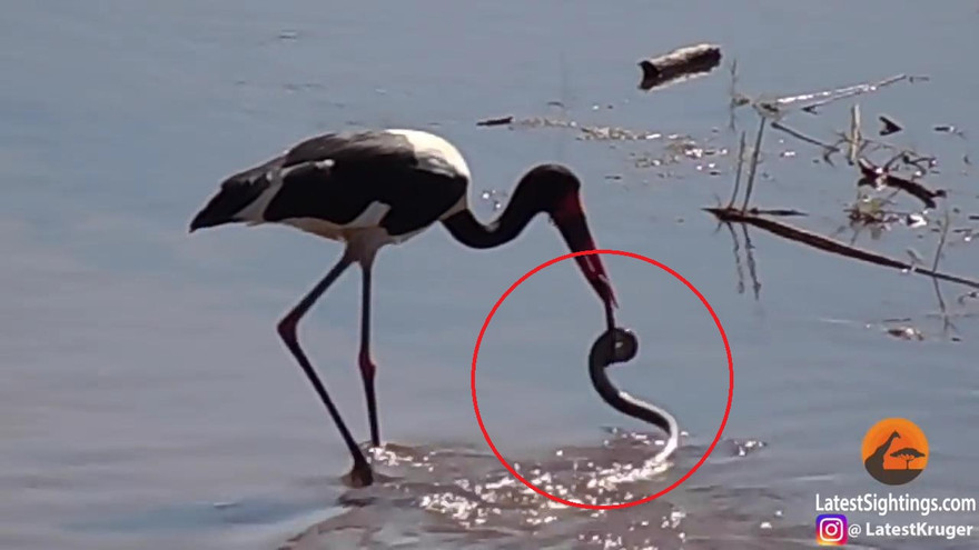 Hạc tấn công rắn dưới sông Nam Phi