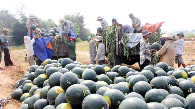 Người dân trồng dưa miền Trung điêu đứng vì dưa được mùa, mất giá. ảnh: NGUYỄN HUY