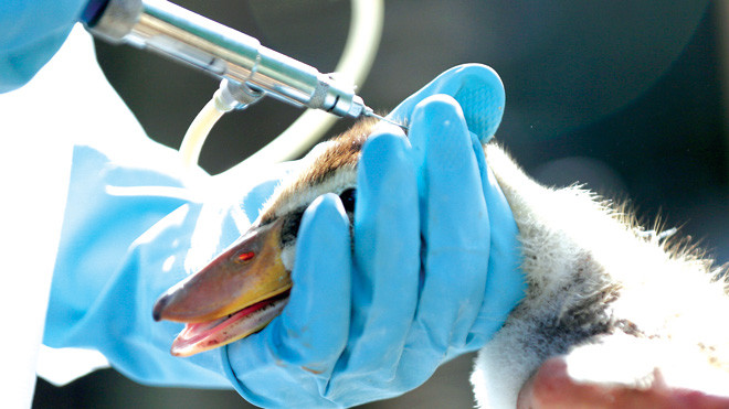 Tiêm phòng vaccine chống cúm A/H5N1 tại Vị Thủy (Hậu Giang). Ảnh: Duy Khương