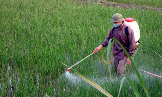 Mất kiểm soát việc sử dụng thuốc trừ sâu