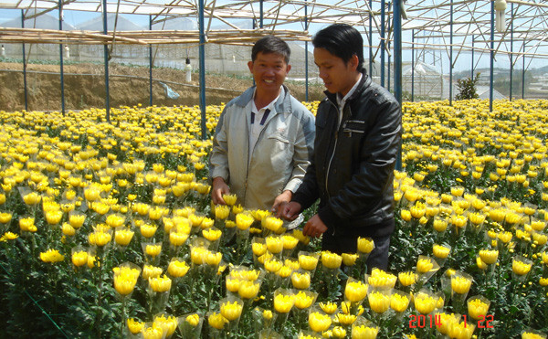 Vườn hoa cúc của anh Hải