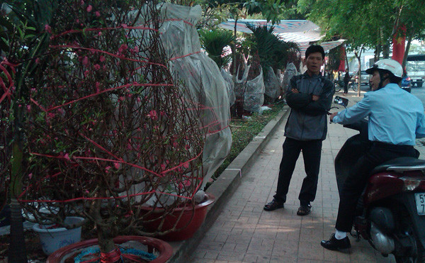 Người dân Sài Gòn chọn đào tết đi biếu. Ảnh: Long Nguyễn