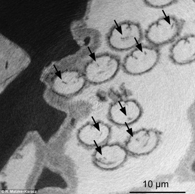 Mẫu tinh trùng hóa thạch có niên đại 17 triệu năm. Ảnh: DM 