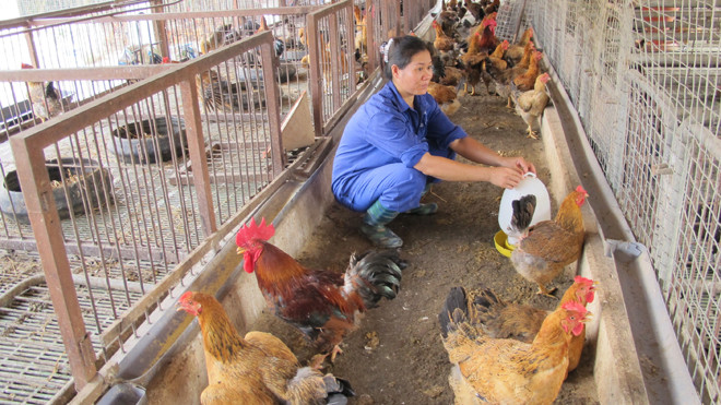 Chăn nuôi gia cầm đang liêu xiêu do giá thấp, thua lỗ. ảnh: quý đức