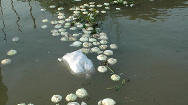 Bắp cải trôi trên sông Tiền, tại bến phà Tân Bình (Thanh Bình, Đồng Tháp)