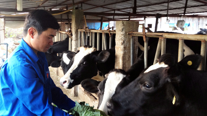 Phong chăm sóc bò sữa