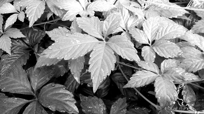 Cây Giảo cổ lam vừa được Viện hoá Quốc gia hoàn thiện quy trình chiết xuất và tìm ra chất adenosin. Nguyên liệu được thu hái trực tiếp trên những vùng núi cao hoang dã của Việt Nam có hàm lượng hoạt chất rất cao