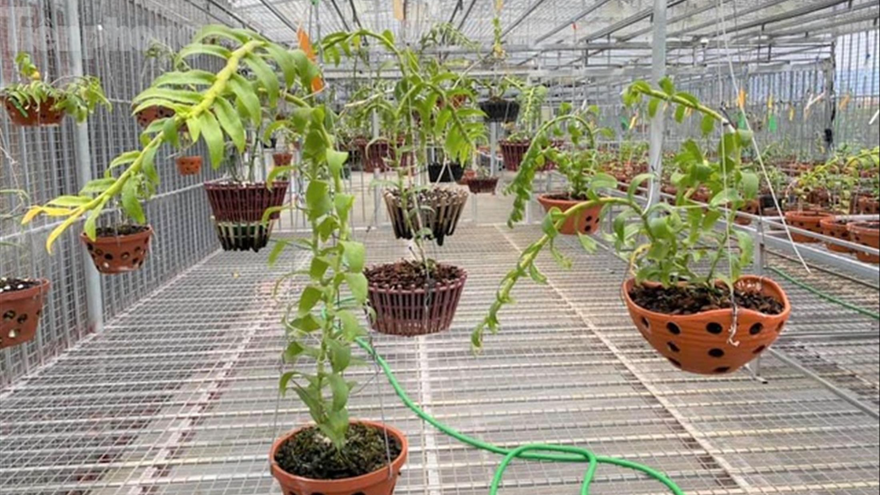 Người dân đầu tư tiền tỷ trồng lan ở Hòa Bình. Ảnh: T.H 