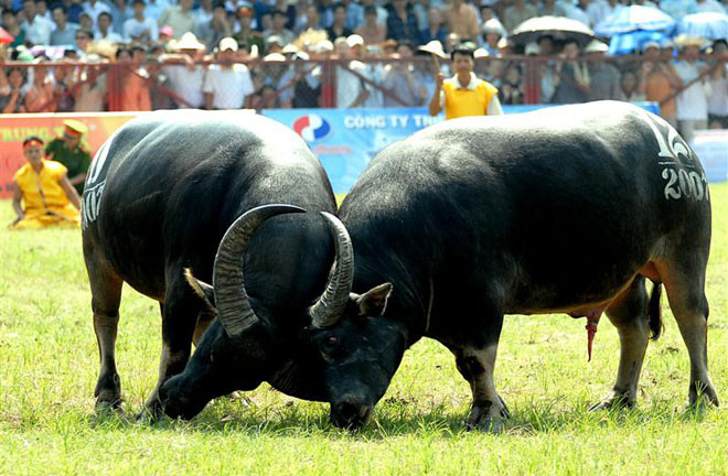Phúc Thọ: Chọi trâu đoạt vàng