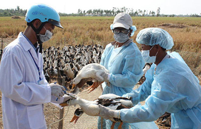 Tổng số gia cầm cả nước mắc bệnh là trên 23.800 con và tổng số gia cầm bị tiêu hủy là gần 31.000 con.